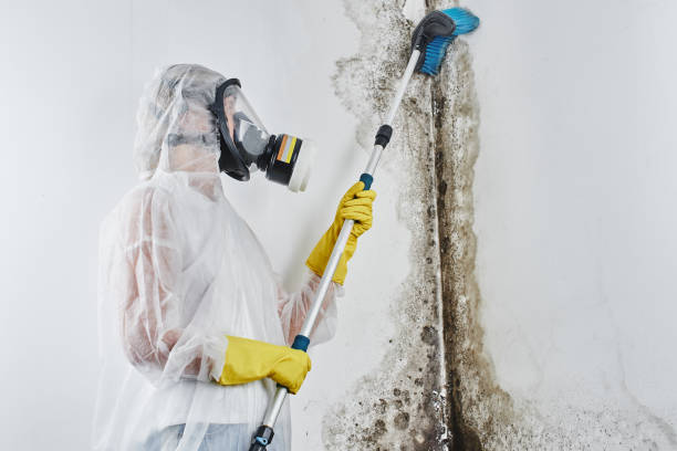 Verona, WI Mold Removal Company