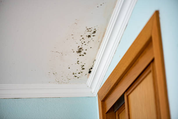 Best Mold Removal Company Near Me  in Verona, WI