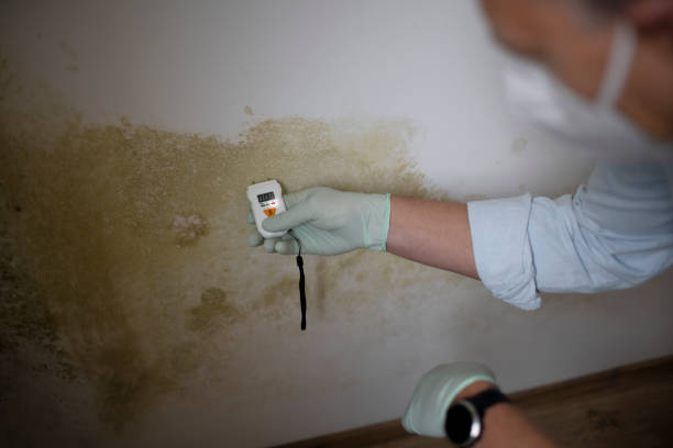 Best Toxic Mold Removal  in Verona, WI