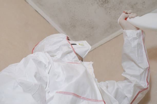 Trusted Verona, WI Mold Removal Experts