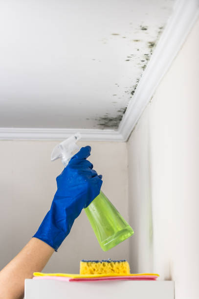 Best Mold Removal Company Near Me  in Verona, WI