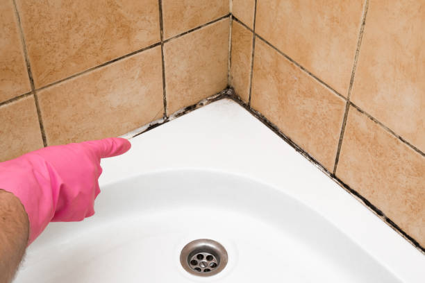 Best Black Mold Removal  in Verona, WI